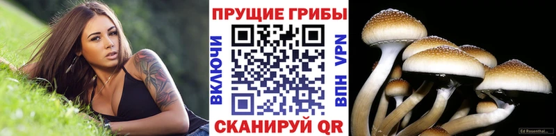 продажа наркотиков  Котовск  Псилоцибиновые грибы ЛСД 